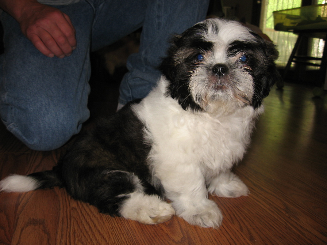 Female Puppies for Sale - K & D's Shih Tzus